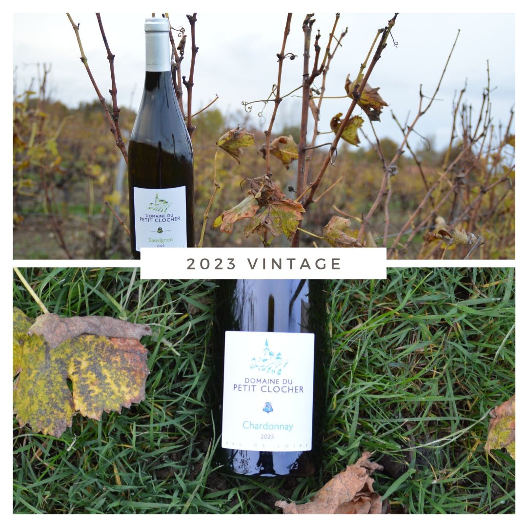 Millésime 2023 : découvrez le Chardonnay et le Sauvignon ! Domaine du Petit Clocher