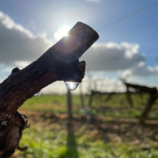Tout doucement, la vigne commence à pleurer sous le soleil ☀️

#domainedupetitclocher  #vignequipleure #seve #vinsvaldeloire #familyvineyard
